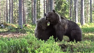 Best Bear fight ever!