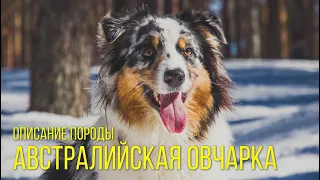 Собака аусси – порода Австралийская овчарка. Описание породы Australian Shepherd