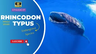 Whale Shark | Endangered Animals | 4K ( 2160p ) | Wild Facts