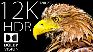 12K HDR 60fps Dolby Vision | More Colors