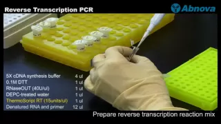 Reverse Transcription PCR