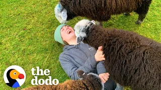 This Woman Is Living Her Best Life With A Family Of Sheep | The Dodo