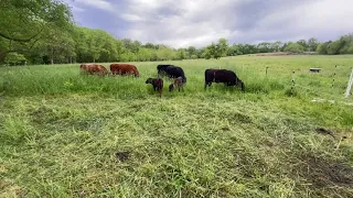 Dexter Cows: Small Cattle, Big Impact | Managing Overgrown Pasture