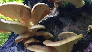 Pleurotus pulmonarius- Ljetna bukovača-  Phoenix oyster mushroom- Lungenseitling