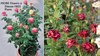 My SECRETS Make Rose Plants VERY BUSHY & HEALTHY