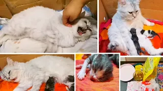 My Cat's Delivery Vlog | New Born Kittens | Persian Cat | Cats |Cute and funny cats