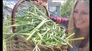 Full Garden Tour #3 - June 2021 | Harvesting Peppers and Garlic Scapes