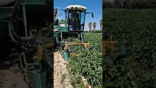 Pepper 🫑 Harvester in Action || Made By Tecnoagri Maquinnaria S.L Spain || #shorts