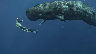 The only way to interact and study sperm whales is by freediving