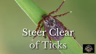 The Difference Between Wood Ticks and Deer Ticks 🕷️