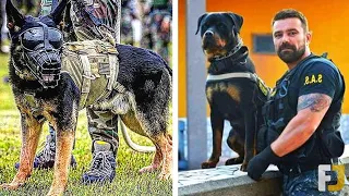 10 Ultimate Police & Military Dog Breeds