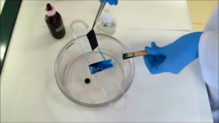 Técnicas básicas de Microbiología: Tinción de endosporas