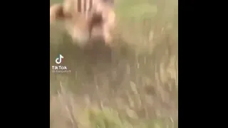 Caracal attack (Very scary)