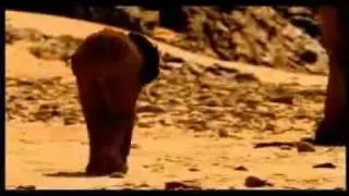 Elephant Nomads of the Namib Desert - Documentary