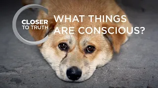 What Things are Conscious? | Episode 508 | Closer To Truth