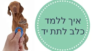 אילוף כלבים | איך ללמד כלב לתת יד - מיוחד!! ? | טל שלוש מאלף כלבים מומחה