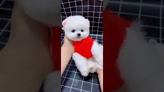 Tik Tok Chó Phốc Sóc Mini 😍 Funny and Cute Pomeranian #shorts