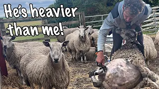 SHEARING A HUGE RAM