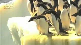 最初に飛び込むペンギンになれ！