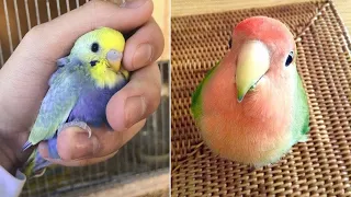 Smart And Funny Parrots Parrot Talking Videos Compilation (2023) - Cute Birds #15