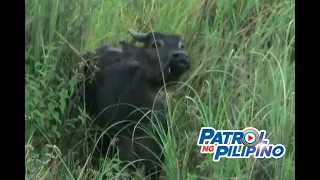 Critically endangered tamaraw bakit dapat pangalagaan? | Patrol ng Pilipino