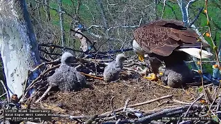 Little Miami Conservancy Bald Eagle 17.04.2024 11:23