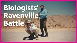 How Biologists Are Repelling Ravens in 'Ravenville' | Earth Focus | PBS SoCal