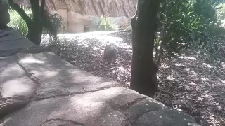 Wombat at australia zoo