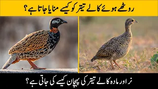 Top Facts about Black Francolin / Kala Teetar | Amazing Facts and Information About Kala Teetar