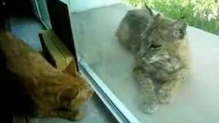 Indoor cat and bobcat 4
