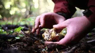 Mushroom Hunting For Chanterelles, Lion's Mane & More