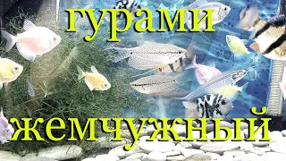 Гурами жемчужный: содержание, уход, половые различия, совместимость в аквариуме, разведение.