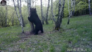 Obrovský medveď / A HUGE BEAR
