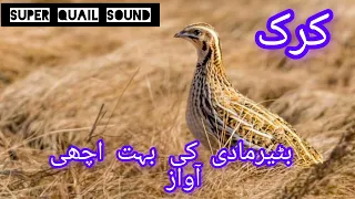 New_female Quail sounds mada batair ki awaz 2024 new Madi batair kirk Best kirak