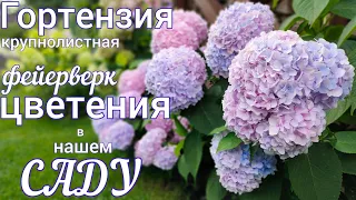 Цветение ГОРТЕНЗИЙ. Красота невероятная ! Зимовали все в ОТКРЫТОМ грунте 😲👍💐обзор САДА.