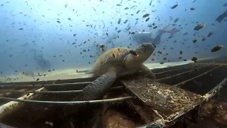 ex-HMAS Tobruk with Dive Hervey Bay