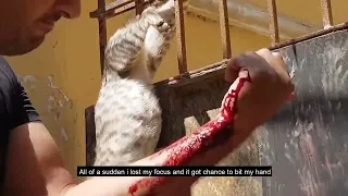 rescue poor cat got stuck very badly on fence#rescue