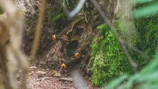 First Asian giant hornet nest of 2021 found in Whatcom County