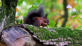 The Cutest Flying Rodent