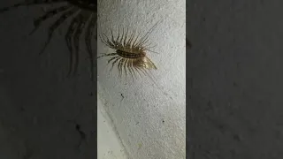 House centipede eating a moth