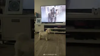 Dog reaction to 'Lion King's scene