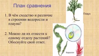 6 класс. Биология. Плауны. Хвощи. Папоротники.