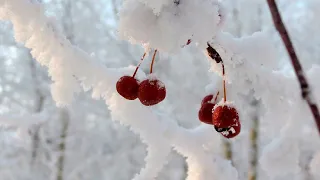 Морозы обрушились на Армению. Внезапное похолодание может погубить урожай фруктов. Погода в СНГ
