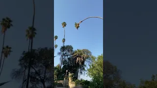 Man Risks His Life By Cutting 100-Foot Californian Palm Tree