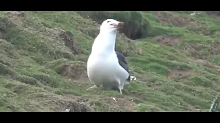 Swallowing a whole Rabbit by a SEAGULL