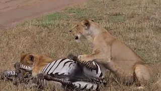 Lion vs Zebra || Best Lion and Zebra Fight