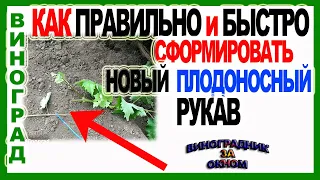 🍇 Не ошибись! Как быстро сформировать говый плодоносный рукав на следующий год.