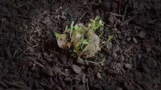 Seedballs Timelapse - Gorilla Gardening Seedbombs