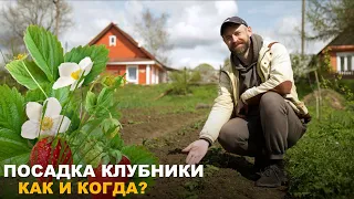 КАК ПОСАДИТЬ КЛУБНИКУ ВЕСНОЙ? Секреты и тонкости посадки земляники садовой.