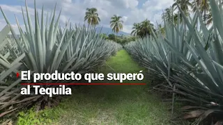 Jalisco tiene un nuevo oro... ¡y es rojo! | ¿Qué producción superó al agave y maíz?